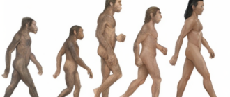 Эволюция человечества